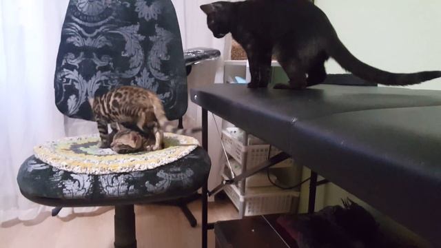 Рыжик уходит с фотосета (кушетка под гитарой) смотреть онлайн