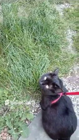 Опасная СИТУАЦИЯ!