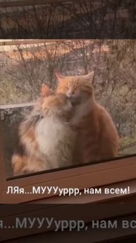 ЛЯЯЯяяя...МММУУУРРРРР нам всем!