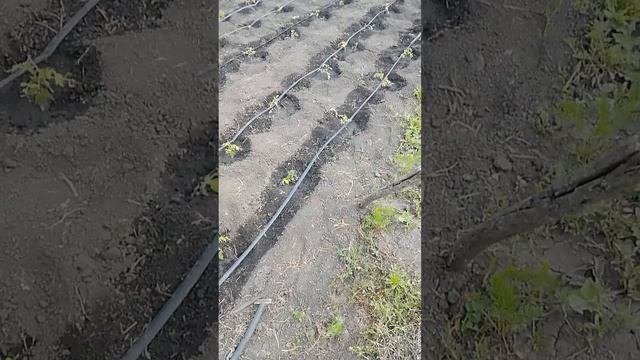 капельный полив на 20 сотках своими  руками дёшево практически даром