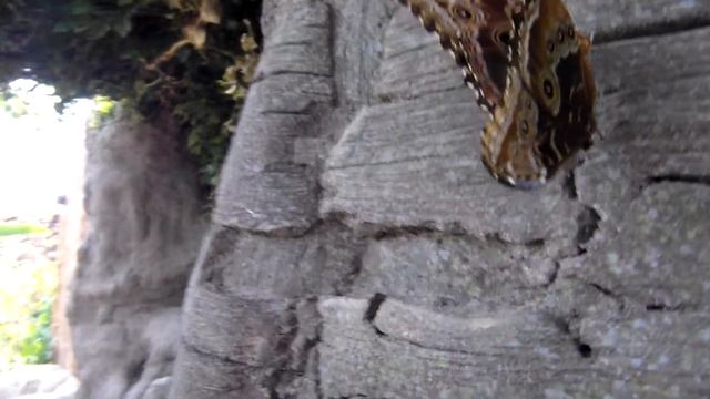 blijdorp Amazonica Rotterdam vlinder zitten te paren смотреть онлайн