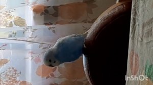 волнистый попугай начинает говорить. но нужен логопед.🤣