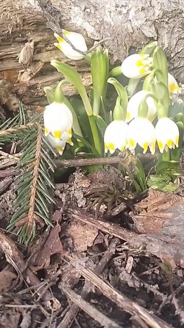 пчела на первом цветке. смотреть онлайн