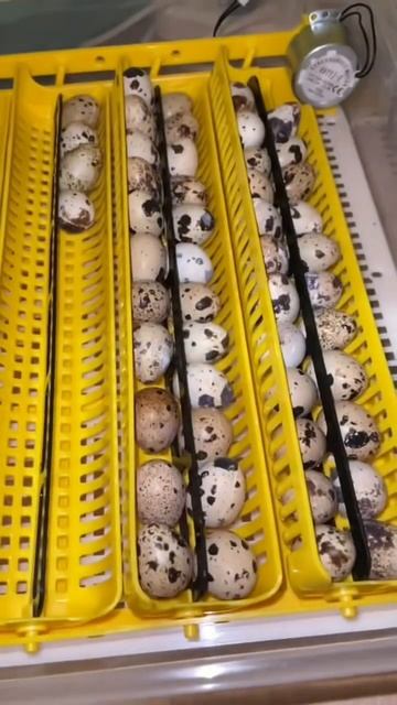 Вылупились какие то голубята😂 смотреть онлайн