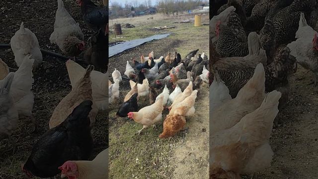 Рыжий кот Фокс 🐱 хозяюшка Лапа, курочки🐔🐓 гуси🪿
