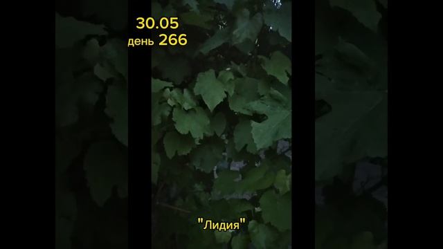 Выращивание сада с косточки. Начало. Виноград