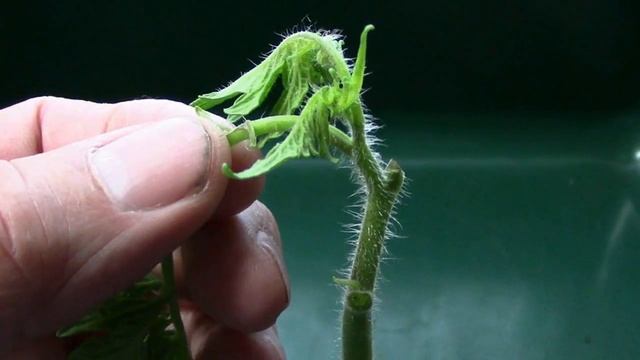 How I Side Grafted Larger Sized Tomato Plants, Step by Step. смотреть онлайн