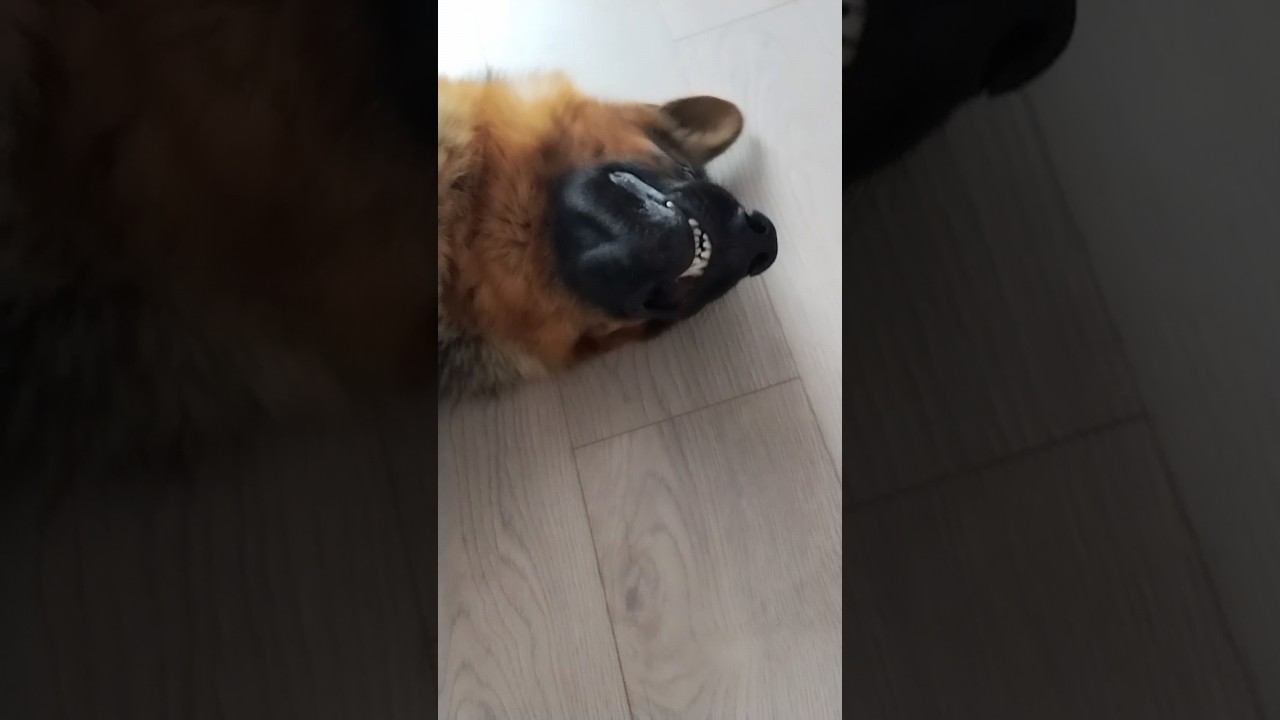 С ПРОСОНИ УЛЫБАЕТСЯ#смех#юмор#жизнь#собака#dog#россия#улыбка#россия#доброеутро#приколы