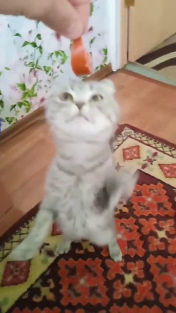 злая кошка смотреть онлайн