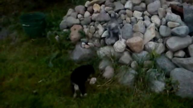 Щенок Муся и кошка Мурка. Автор Ольга Шопырева. смотреть онлайн