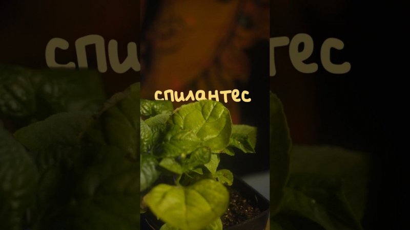 Эта трава может ударить током!⚡ #интересныефакты