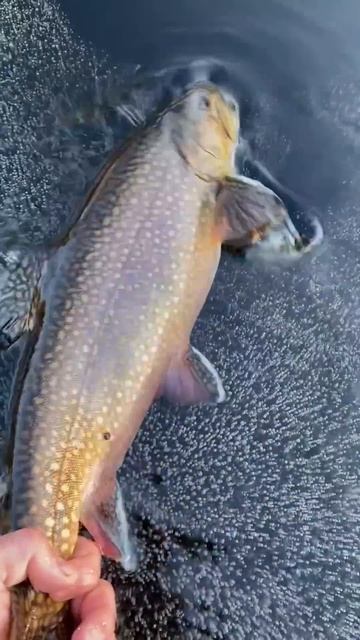 GIANT First Ice BROOKIES смотреть онлайн