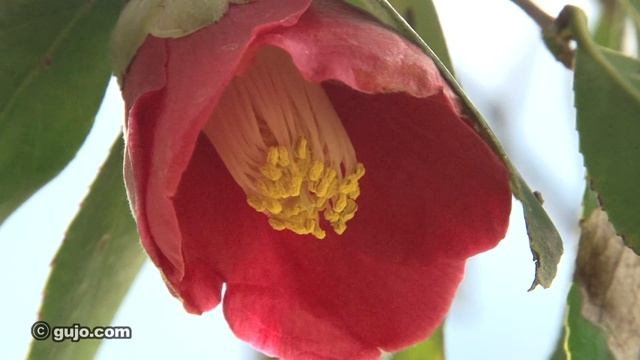 【岐阜県郡上市】美並町　椿井戸　Camellia japonica смотреть онлайн