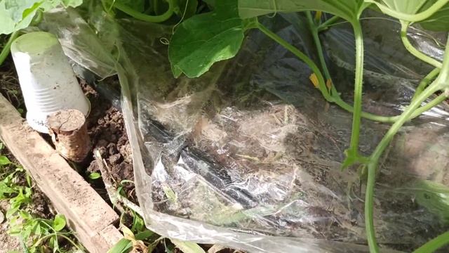 Дынная красота на 4 июня 2023 в маленькой теплице. Холодные ночи и первые завязи. смотреть онлайн