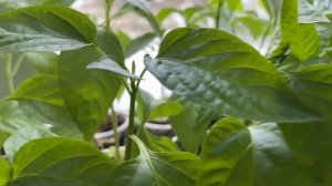 Рассада, готовимся к высадке!