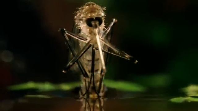 Mosquito Emerges from Water смотреть онлайн
