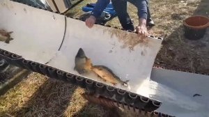 Зарыбление 1тонной карпа Малого пруда. База отдыха Сафари-парк