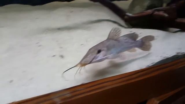 Auchenoglanis Wittei Giraffe Catfish смотреть онлайн