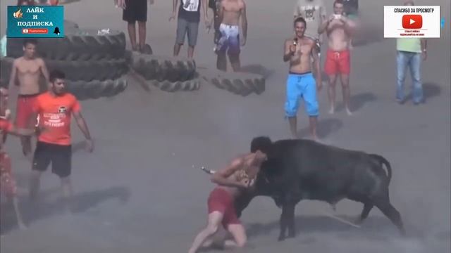 Лютый бык 😤 смотреть онлайн