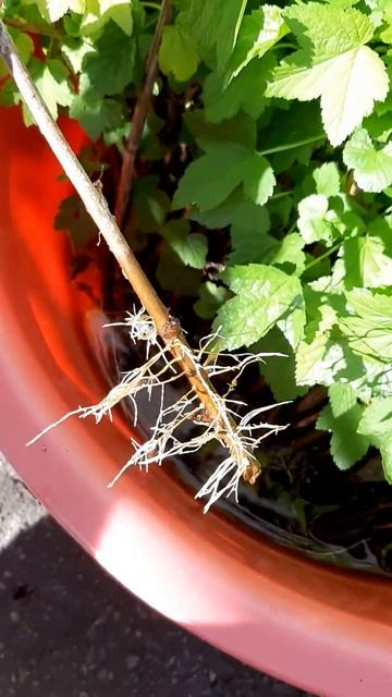 Саджанці чорної смородини "Київський велетень" осінь 2023 смотреть онлайн