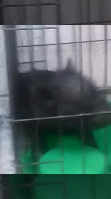 Cerdo follando смотреть онлайн