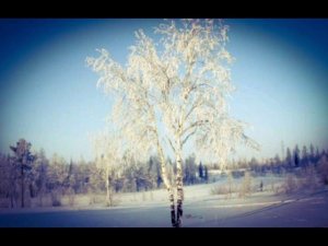 Сергей Есенин "Белая берёза под моим окном..." Читает Павел Морозов