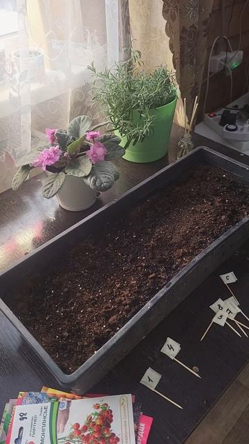 Самое время сеять томаты #рассада #семена #дача #огород смотреть онлайн