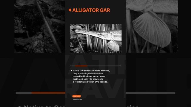 Alligator Gar l Studies & Current Affairs for IAS Exam | Vajiram & Ravi смотреть онлайн