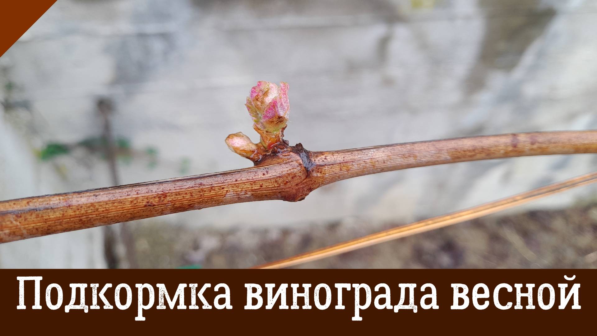 Когда, чем и как подкормить виноград весной? Первая весенняя подкормка винограда