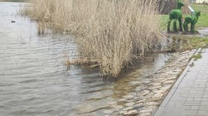 Дождливое утро. Звук дождя, крик чаек и особенная чёрная уточка. Белый шум.