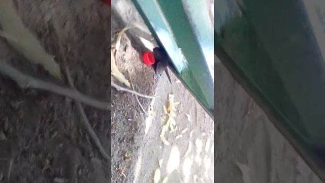 Трогическая история стрижа #1