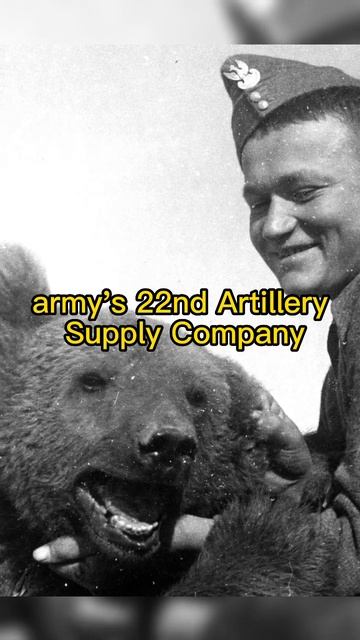 Wojtek - The bear soldier of WW2 #shorts #history #ww2 смотреть онлайн