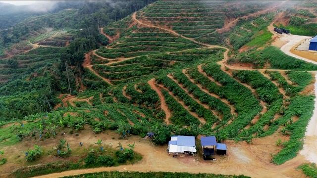 Royal Pahang Durian смотреть онлайн