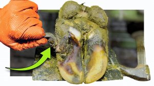 HUGE FLAPS of HOOF HORN cut from this foot