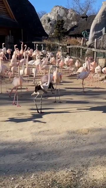 Flamingo dance