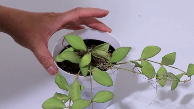 HOYA BURTONIAE смотреть онлайн