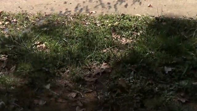 50 Ft Expandable Garden Hose by- RAYYA смотреть онлайн