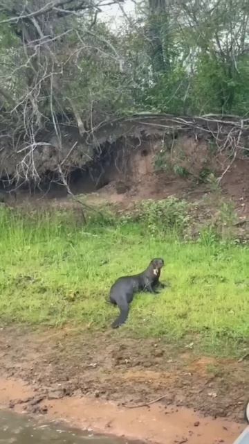 Jaguar se enfrenta a un grupo de nutrias gigantes del Amazonas #animales #curiosidades смотреть онлайн