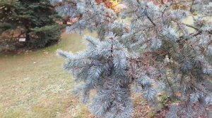 Pseudotsuga glauca 'Blue Wonder' douglaska sivá