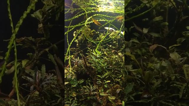 Дом для креветок кристалл смотреть онлайн