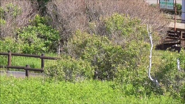 小清水原生花園ではエゾカンゾウやエゾスカシユリが満開でした。 смотреть онлайн