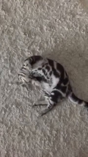Американская короткошерстная /American Shorthair kitten Породы кошек