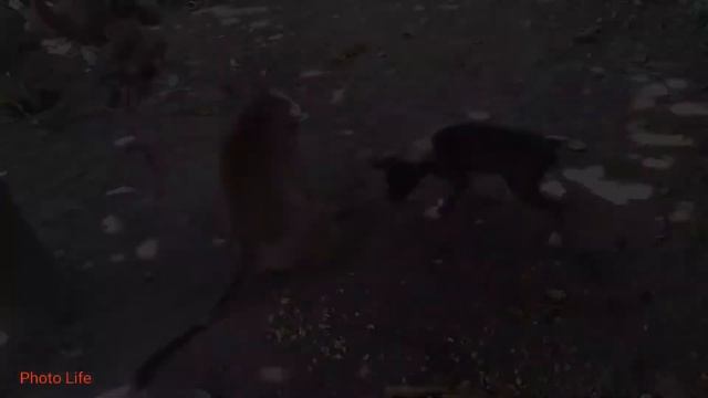 Обезьянки чудят 🙉 Смешная подборка. #обезьянки #смешныеобезьянки #обезьянки чудят смотреть онлайн