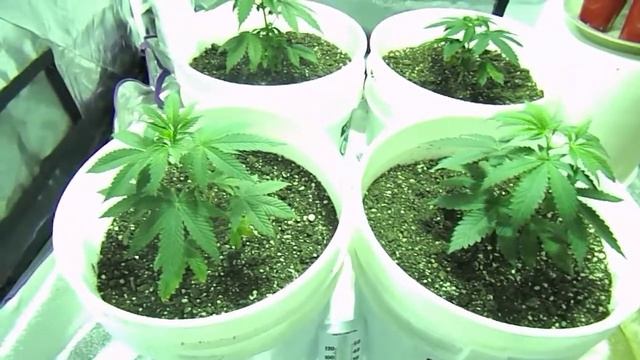 Update on week 4 смотреть онлайн