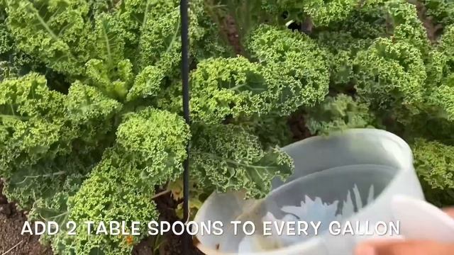 My 2020 Spring Garden | Fish Fertilizer | 511 смотреть онлайн