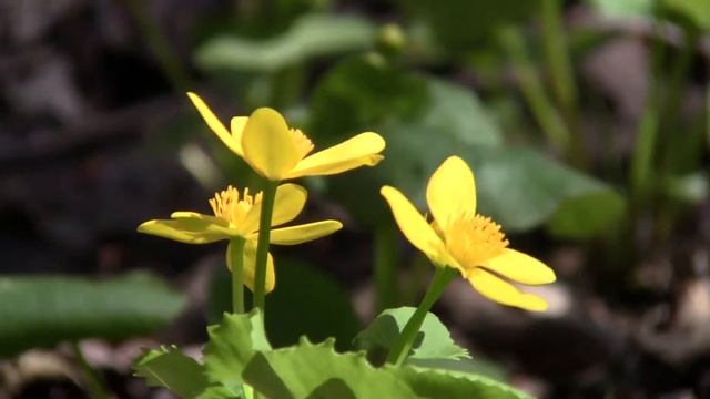 Yellow marsh marigold смотреть онлайн