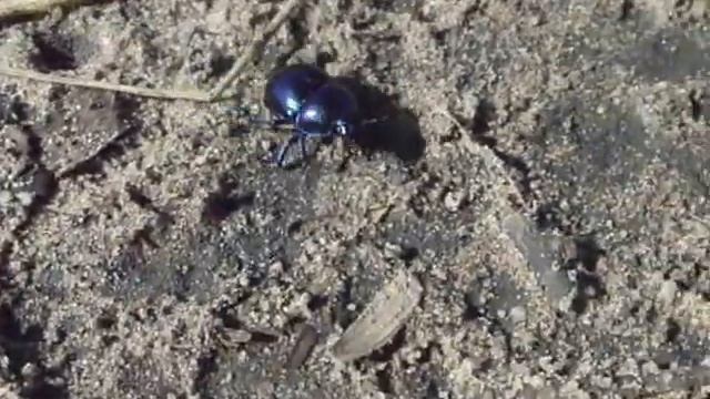 Żuk gnojowy смотреть онлайн