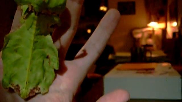 walking leaf playing dead (handling a leaf-insect) смотреть онлайн