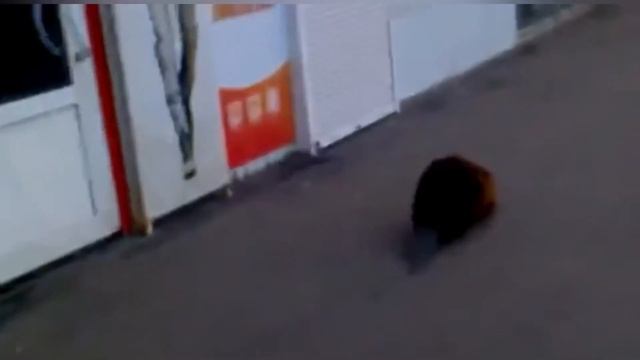 Это бобёр смотреть онлайн