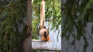 Мои белки. Осень. Без монтажа